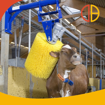 Cattle Brush Equipment for Healthy Cows