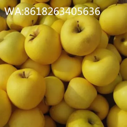 Golden Yellow Delicious Apple