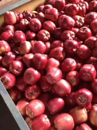 apple fruit apple price  huaniu apple