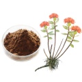 Extrato natural de Rhodiola Rosea Salidroside / Rosavin