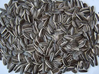 Sunflower seeds