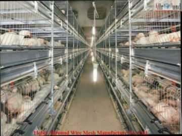 Poultry farm broiler rearing cage  