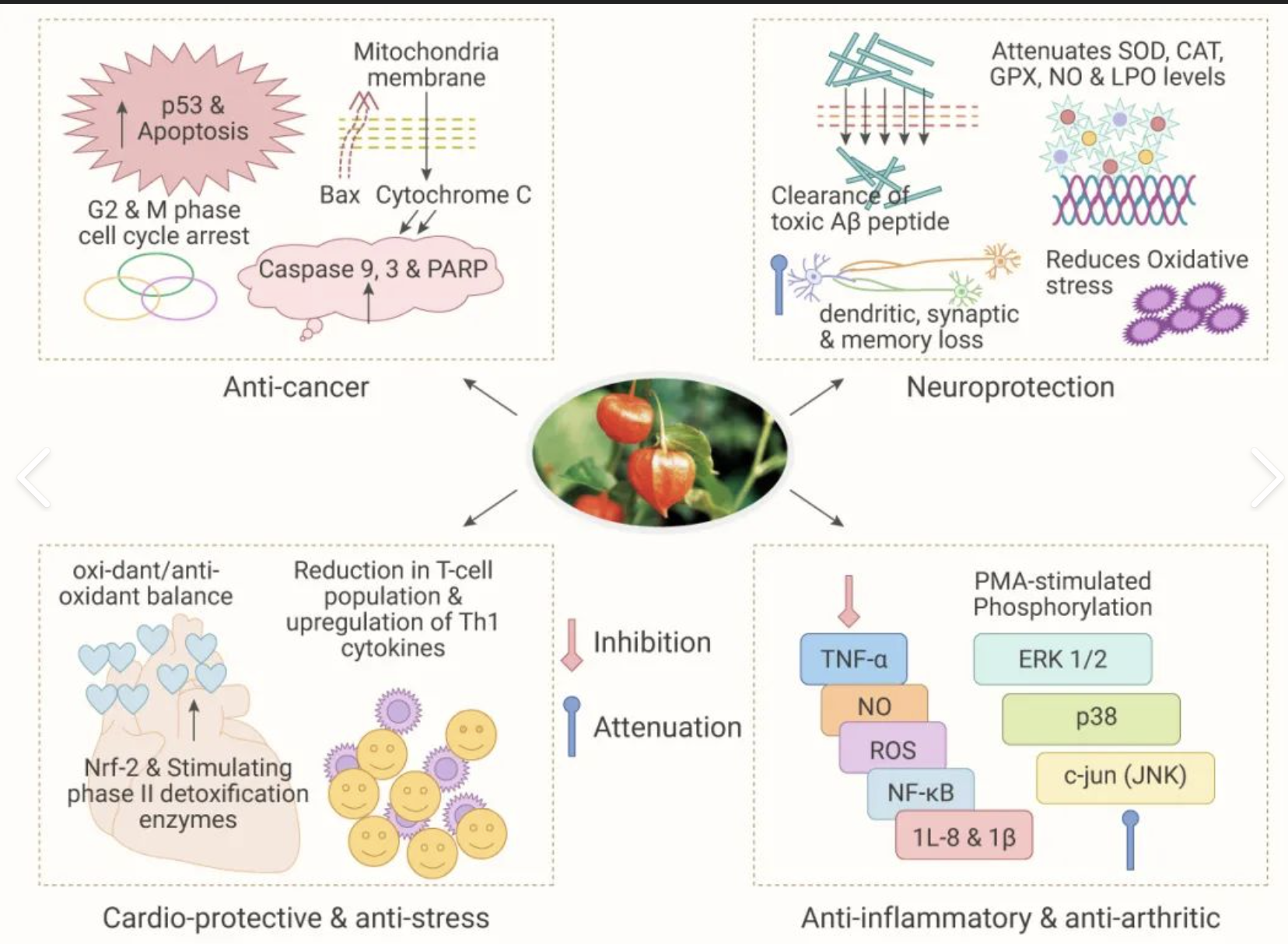 Withania Somnifera Extract Powder