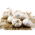 2021 fabrikneuer Knoblauch