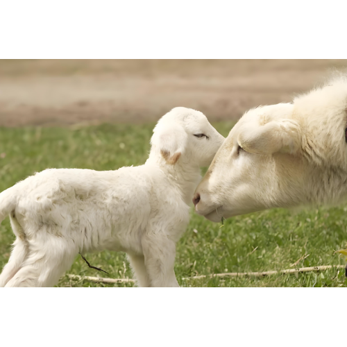 sheep pregnancy ultrasound equipment