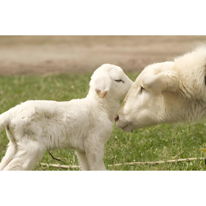 sheep pregnancy ultrasound equipment