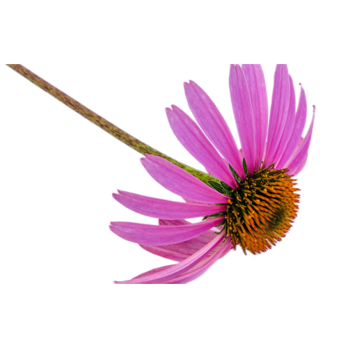 Echinacea Extract Powder 4% UV