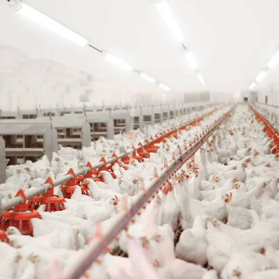 IP69K LED Triproof Lamp and IK06 Waterproof LED Light Fixtures for Farm Applications