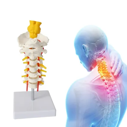 Medical Education and Clinical Pathology Teaching Demonstrations: Human Brain Stem and Cervical Models