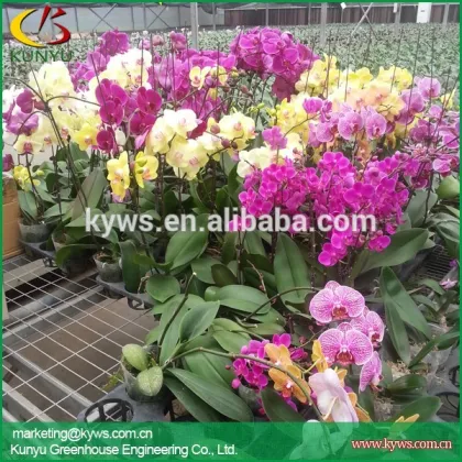 Wholesale orchid flowers Taiwan orchid seedling orchid supply