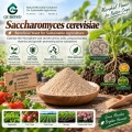 مسحوق Saccharomyces cerevisiae الميكروبي لإدارة الجذور والتربة