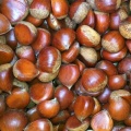 Harga borong chestnut segar dengan kualiti yang baik