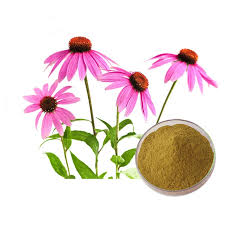 Echinacea Purpurea Extract