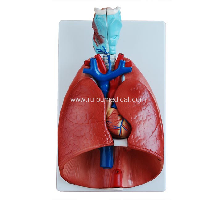 Larynx, Heart and Lung Model