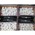 Best Quality 2020 Pure White Garlic