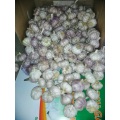 new crop fresh garlic exporter