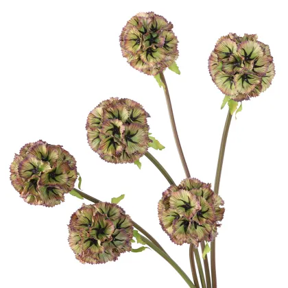 Wholesale Preserved Windmill Fruit Flowers Scabiosa Atropurpurea Pristimera