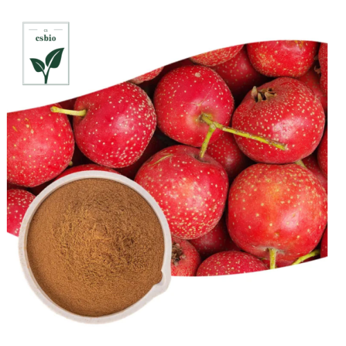 High Quality Hawthorn Berry Extract Powder