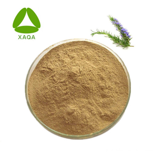 Rosemary Extract 10:1 Natural Rosemary Extract Powder 10:1 Factory