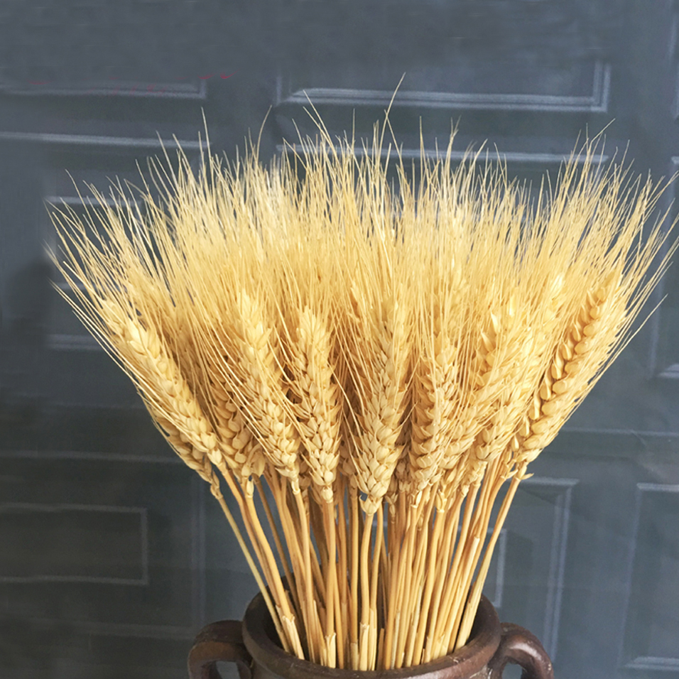 100pcs natural dried flower bouquets natural raw color dried ear of wheat bouquets&wheat ear Bunches