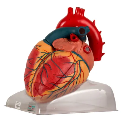 Adult Human Heart Anatomical Model for Medical Science and General Doctors