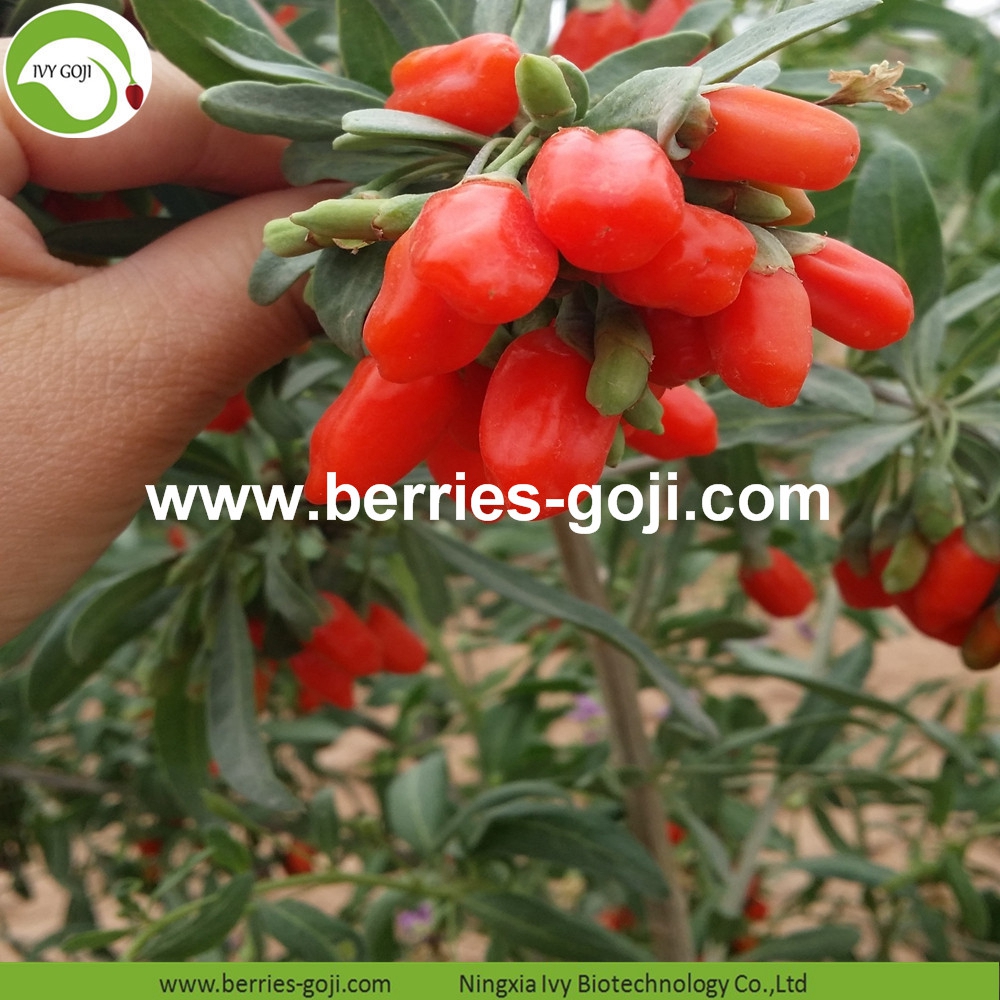 goji berry