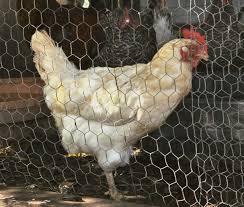 Stainless Steel Chicken Wire