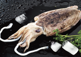 Seafood and frozen whole round cuttlefish