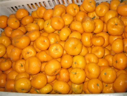 Juicy sweet fresh baby mandarin Nanfeng