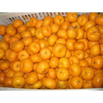 Saftiger süßer frischer Baby Mandarine Nanfeng