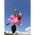 লোটাস ভিউ ডাবল লিলি