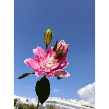 লোটাস ভিউ ডাবল লিলি