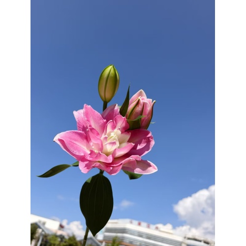 লোটাস ভিউ ডাবল লিলি