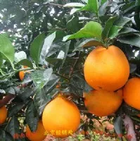 chinese navel orange