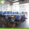 Factory Supply Natural Price Fruit Goji Berry