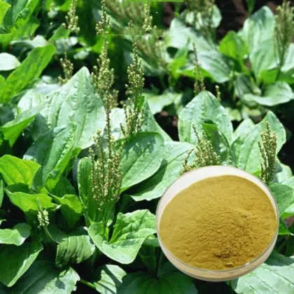 Supply Asiatic Plantain Herb Extract Powder 10:1