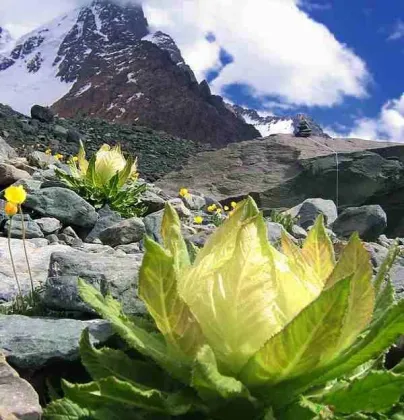 Herba Saussureae Involucratae xuelianhua Snow Lotus flower
