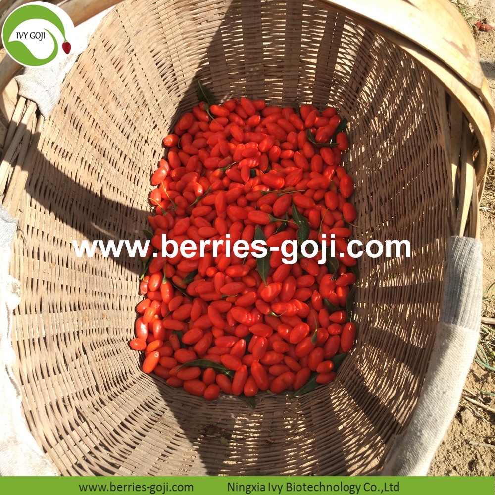 organic goji berry