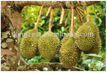 Durian paste, durian mayo