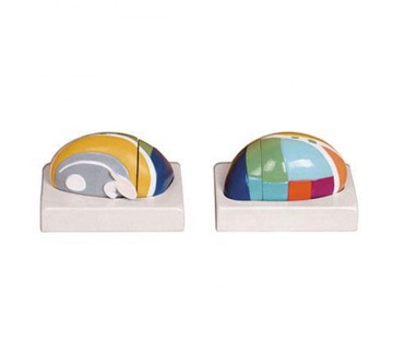 Thalamus Brain Anatomical Model Search Engine