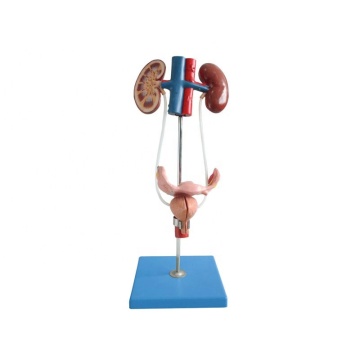 Advanced PVC SC-A1089 Female Urogenital System Anatomy Manikin