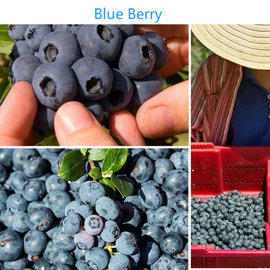 Dried Blue Berry Sweet Berry