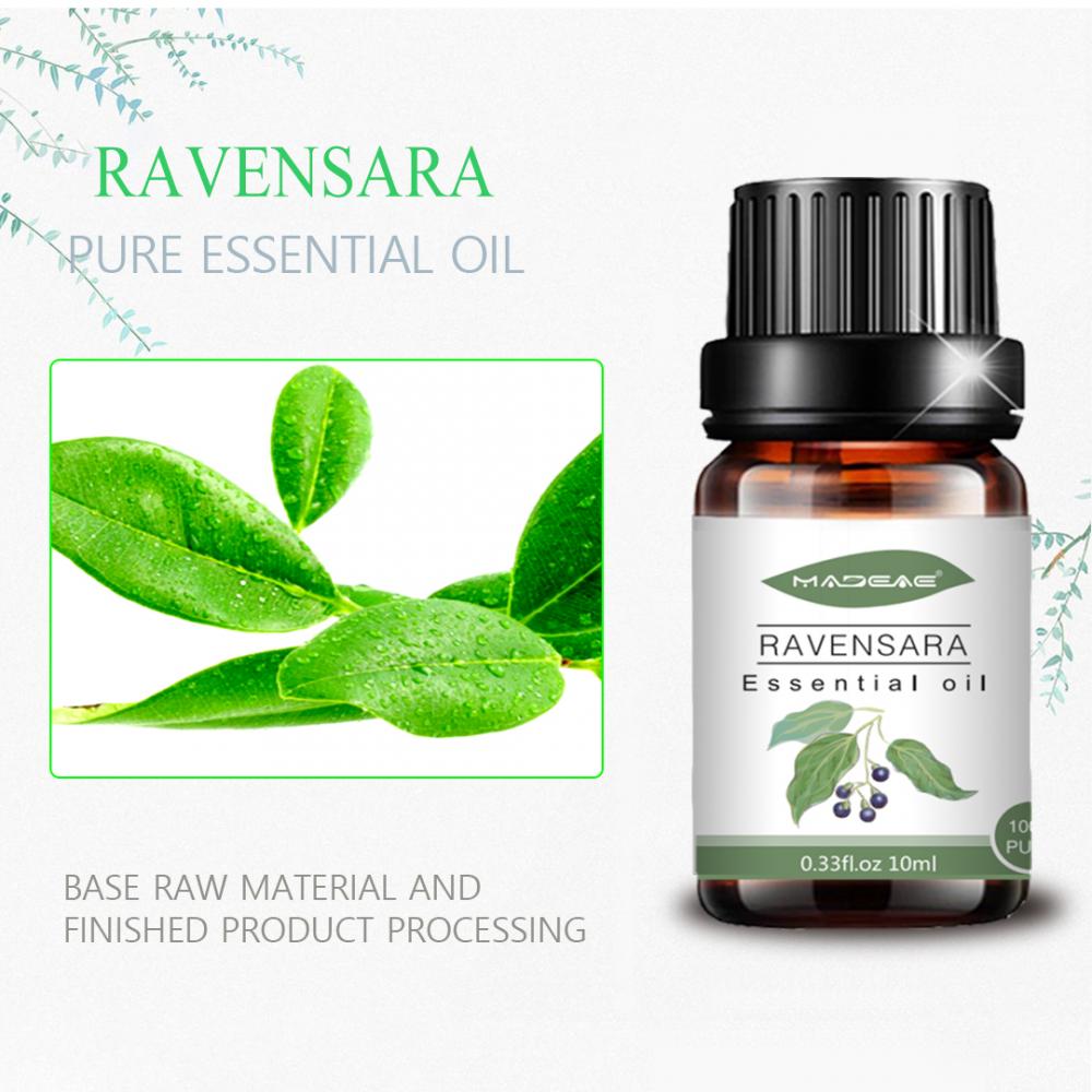 Fragancia al por mayor 100%puro de aceite esencial de Ravensara Ravensara