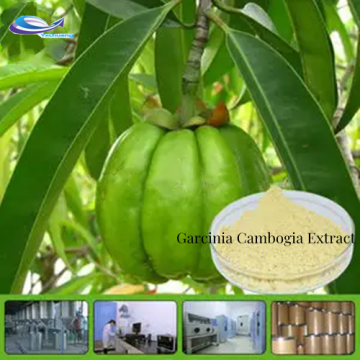 Best price high purity garcinia cambogia extract cambogia