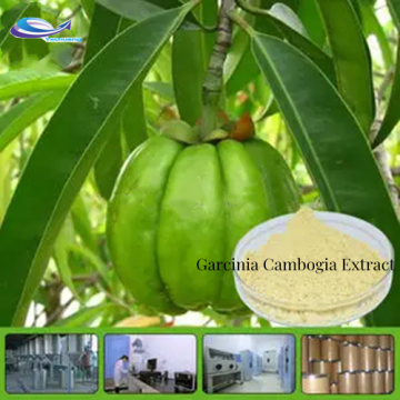 Meilleur prix à haute pureté Garcinia Cambogia Extrait Cambogia