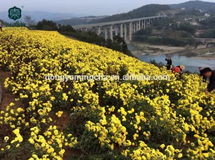 organic herbal yellow tea benefits