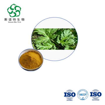 Chiết xuất lá Isatis - Số lượng lớn 10:1 để hỗ trợ miễn dịch và chống viêm