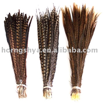 Pheasant Feather tail