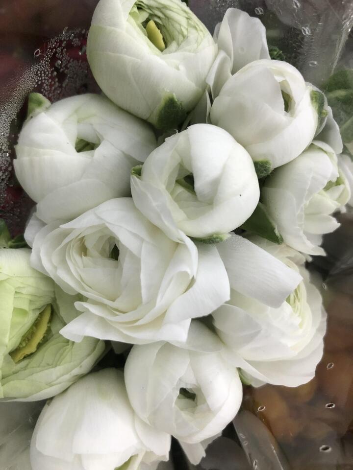 White Ranunculus