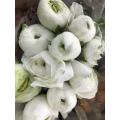 বিবাহের তোড়া জন্য তাজা কাটা সাদা Ranunculus ফুল